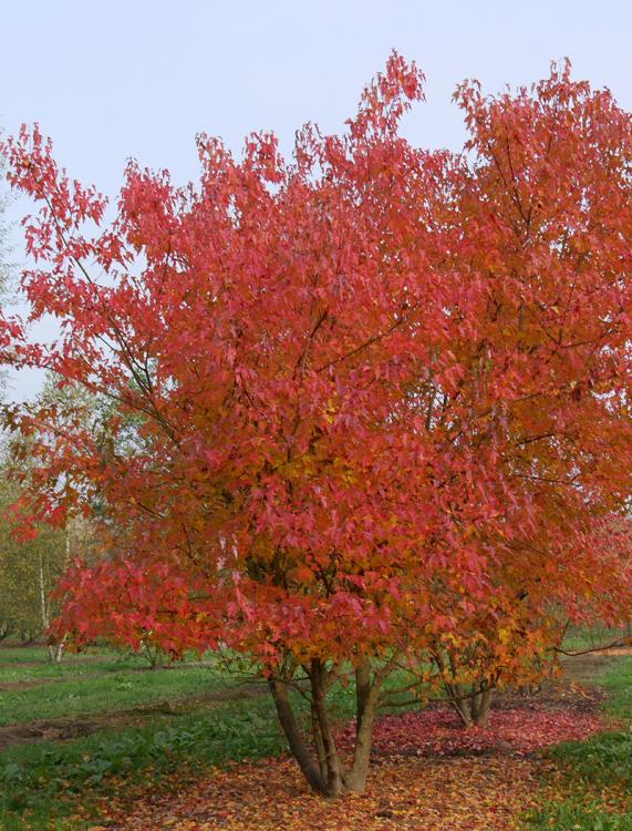 acer-tataricum-subsp-ginnala.jpg