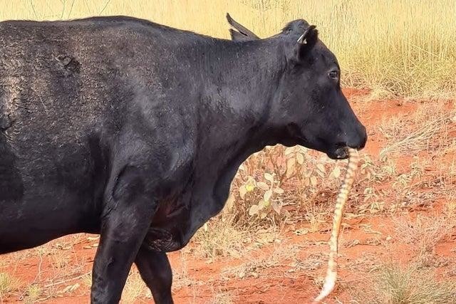 cow_eat_snake_Australia.jpg