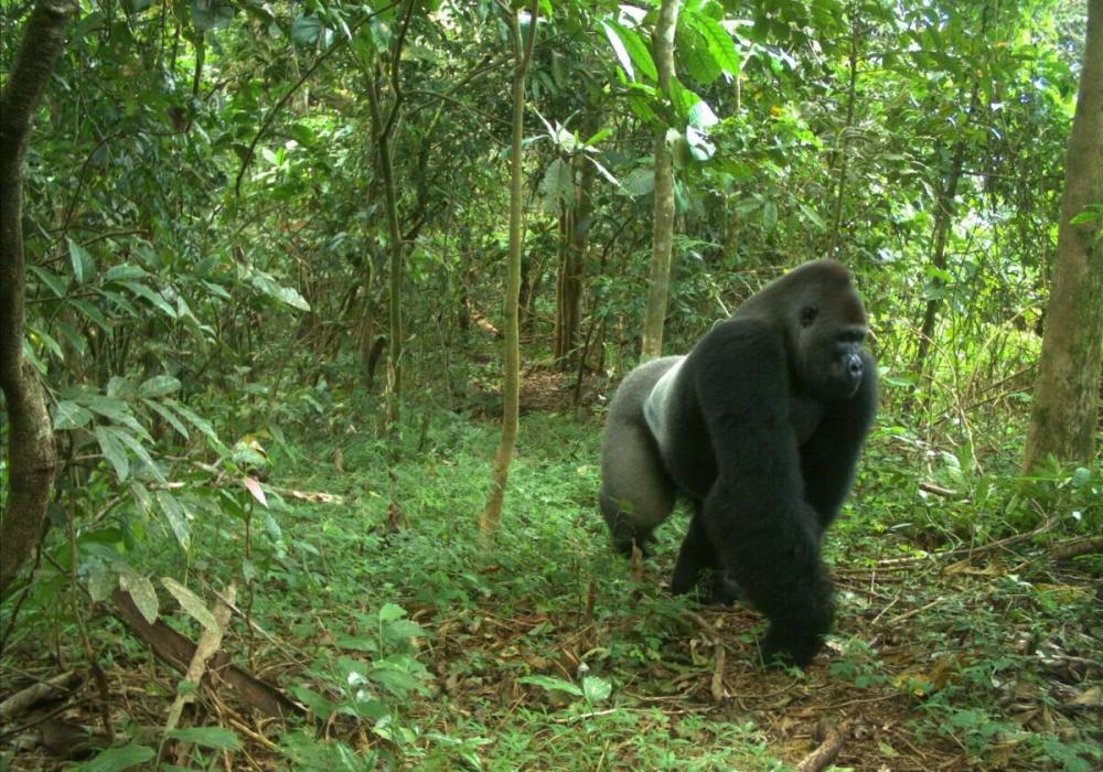 the-cross-river-gorilla-is-a-rare-and-iconic-species-photo-by-wildlife-conservation-society_2.thumb.jpg.87e28f2d8337b1fb0238cc1877125282.jpg