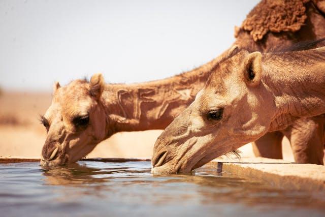 camil-drink-water.jpg.c60fb8496615048806c693e1ee02c805.jpg