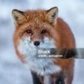 ElegantFox