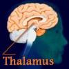 thalamus