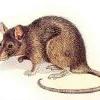 Rattus norvegicus